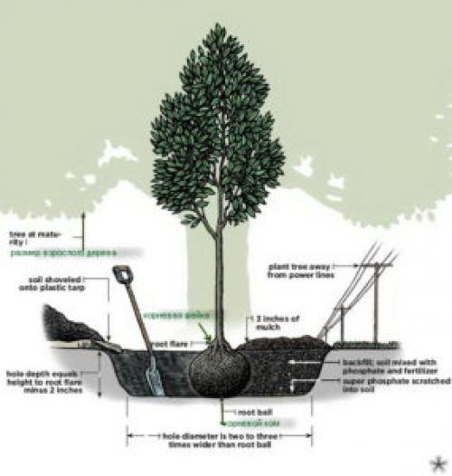Как посадить дерево инструкция. Как посадить дерево: пошаговая инструкция, как правильно посадить дерево