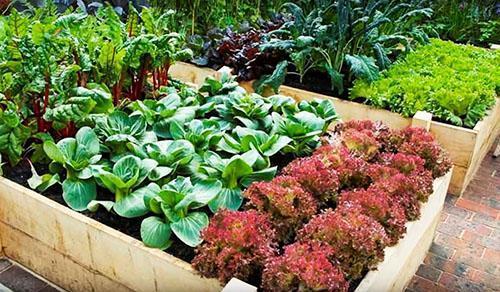 Как сделать грядки без досок. Высокие теплые грядки для «умного» огорода