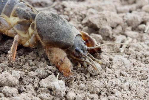 Чем наполнить высокие грядки. Общие сведения о высоких грядках, их достоинства и недостатки