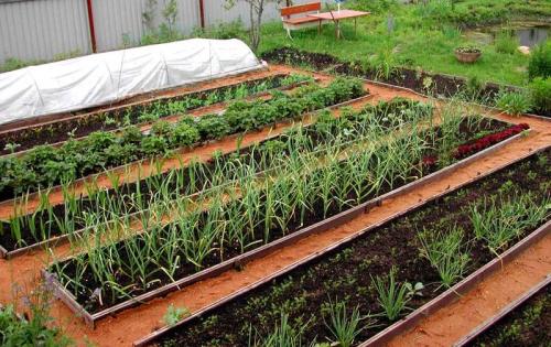 Как красиво расположить грядки в огороде. Как организовать грядки на даче