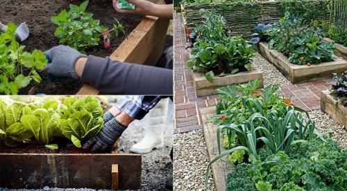 Как правильно сделать грядки на даче своими руками. Лучшие идеи для грядок или как сделать, чтобы было удобно, стильно и долговечно 01 Как правильно сделать грядки на даче своими руками. Лучшие идеи для грядок или как сделать, чтобы было удобно, стильно и долговечно 01