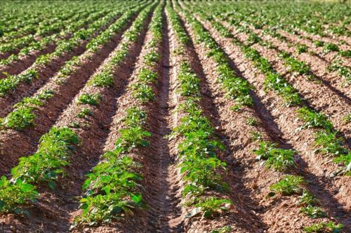 Как сделать правильные грядки на огороде. Декоративный огород: идеи и схемы Огород сегодня — это не только источник овощей, но и элемент дизайна загородного участка. Статья 05 Как сделать правильные грядки на огороде. Декоративный огород: идеи и схемы Огород сегодня — это не только источник овощей, но и элемент дизайна загородного участка. Статья 05