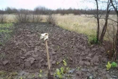 Как освоить целинный участок. Целина под огород —, как разработать и как перекапывать землю