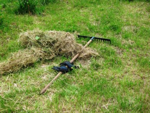 Как привести в порядок заброшенный участок. Как привести в порядок заброшенный дачный участок