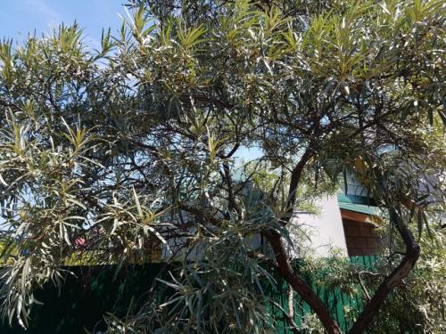 Как привести в порядок заброшенный участок. Как привести в порядок заброшенный дачный участок