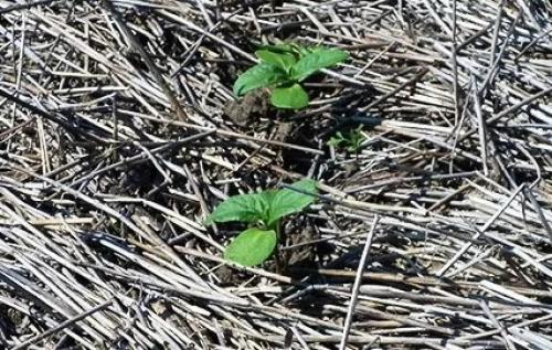 Как освоить целинный участок. Целина под огород —, как разработать и как перекапывать землю