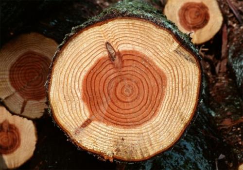 Клееный брус для дома, какой выбрать. Как выбрать качественный клееный брус? 04 Клееный брус для дома, какой выбрать. Как выбрать качественный клееный брус? 04