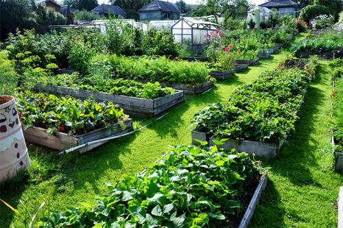 Грядки из стекла. Делаем ограждения вокруг грядок из различных материалов