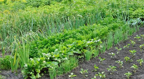 Как сделать грядки на даче своими руками. Как сделать высокую грядку на даче своими руками 05