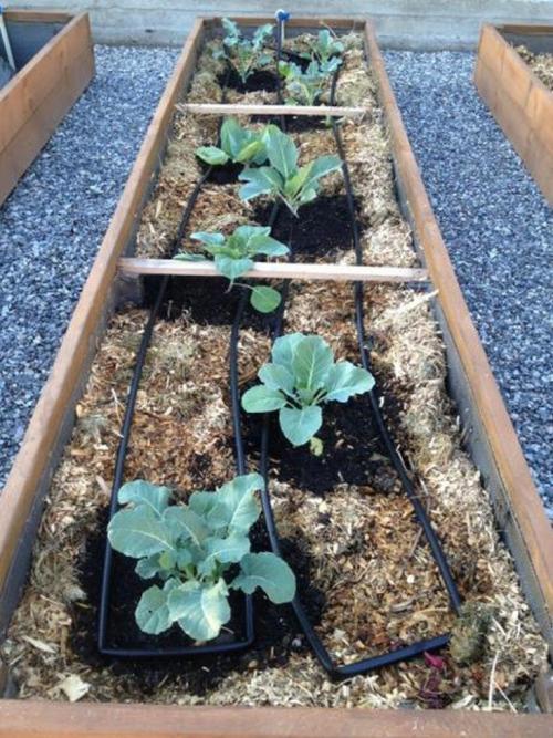 Теплые грядки женскими руками. (+58 фото) Как изготовить теплые грядки своими руками