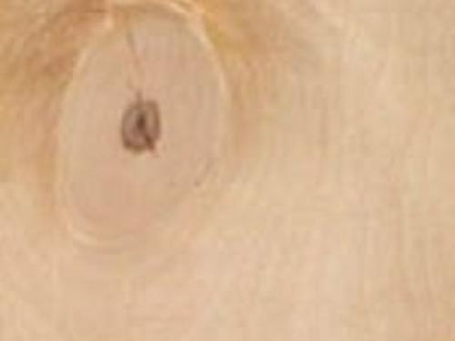 Фанера для отделки пола. Как выбрать фанеру для пола 09 Фанера для отделки пола. Как выбрать фанеру для пола 09