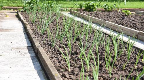 Как правильно сделать грядки на огороде. Достоинства и недостатки материала 31