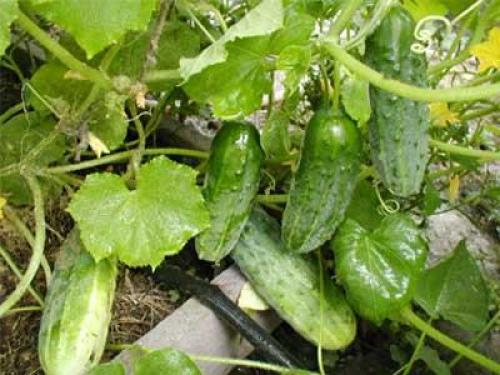 Необычные грядки для огурцов. Виды вертикальных грядок