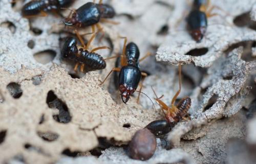 Арболитный дом: что нужно знать о преимуществах и недостатках 01 Арболитный дом: что нужно знать о преимуществах и недостатках 01