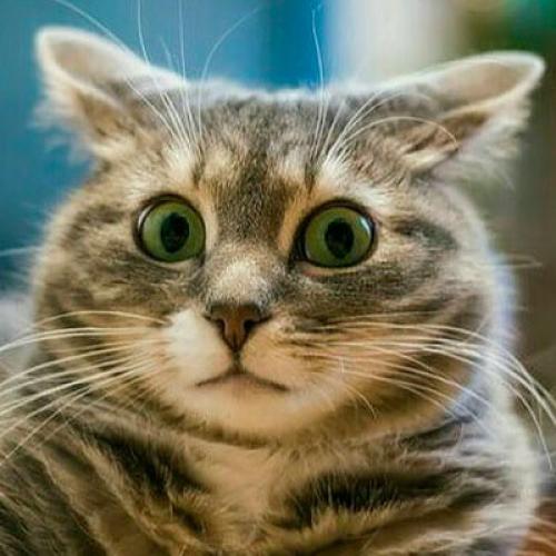 Теплый пол, как основное отопление. Можно ли использовать тёплый пол, как основное отопление? 07 Теплый пол, как основное отопление. Можно ли использовать тёплый пол, как основное отопление? 07