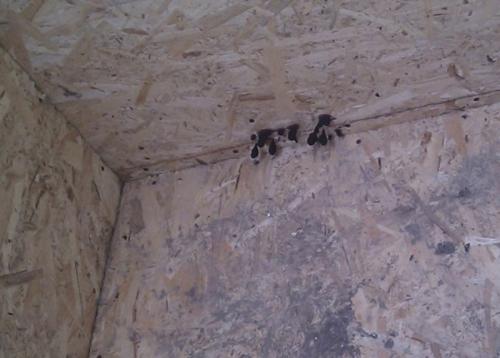 Чем плох каркасный дом. Минусы каркасных домов