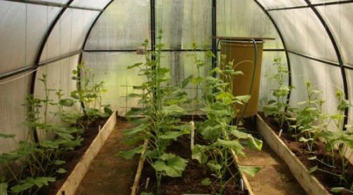 Какие материалы необходимы для изготовления тёплых грядок в теплице. Как создать грядки в теплице: материалы, размеры и их расположение