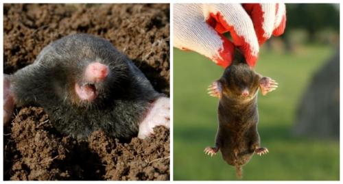 Как сделать кротобойку своими руками в домашних условиях. Как изготовить надежные кротоловки своими руками