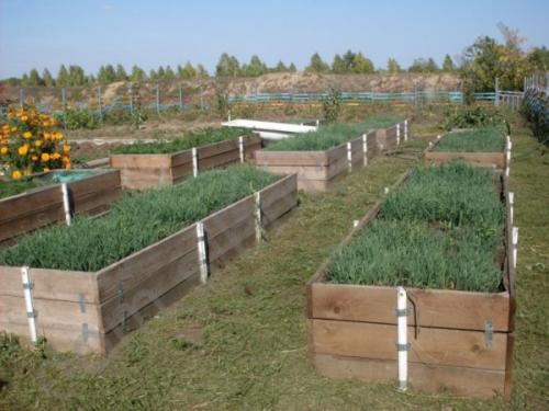 Быстрая теплая грядка. Как сделать своими руками