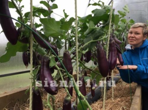 Из чего сделать высокие тёплые грядки. Что это такое 06