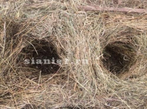 Делаем теплую грядку своими руками. Преимущества и недостатки грядки 16 Делаем теплую грядку своими руками. Преимущества и недостатки грядки 16