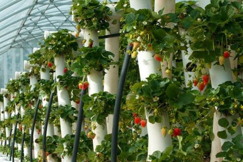 Как сделать грядки под клубнику. Грядки для клубники своими руками: интересные идеи