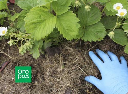 Как сделать ленивые грядки. Как сделать умные грядки своими руками 09