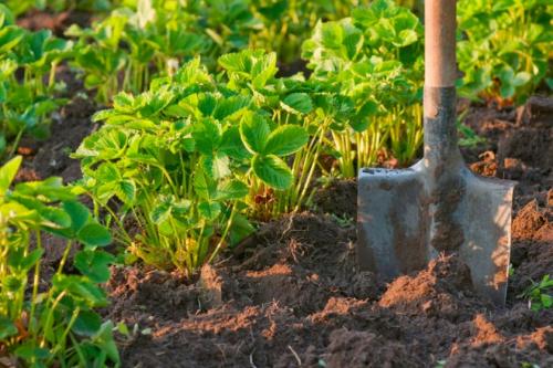 Как сделать грядки под клубнику. Грядки для клубники своими руками: интересные идеи