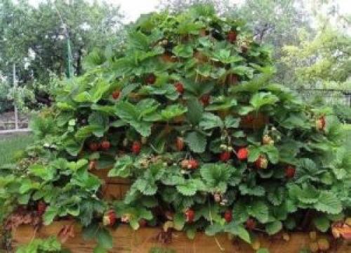 Теплая грядка для клубники. Теплые грядки для клубники: как сделать своими руками, фото, размеры и посадка