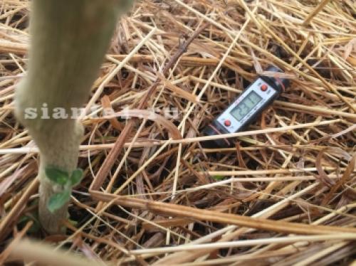 Делаем теплые грядки своими руками. Пошаговое изготовление теплых грядок своими руками весной: базовая информация 16 Делаем теплые грядки своими руками. Пошаговое изготовление теплых грядок своими руками весной: базовая информация 16