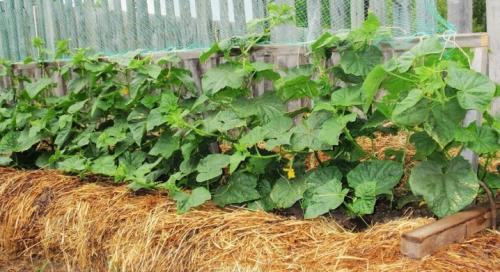 Делаем теплые грядки своими руками. Пошаговое изготовление теплых грядок своими руками весной: базовая информация 03 Делаем теплые грядки своими руками. Пошаговое изготовление теплых грядок своими руками весной: базовая информация 03