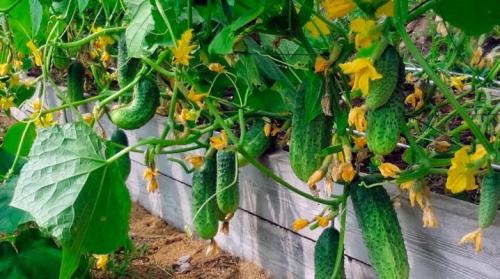 Теплая грядка для огурцов. Какими бывают теплые грядки для огурцов и как на них выращивать овощ?