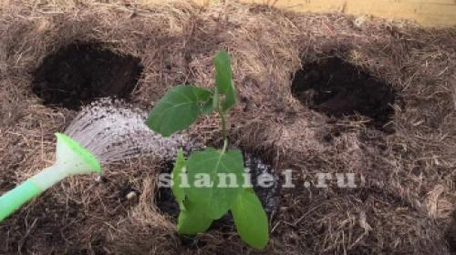 Делаем теплые грядки своими руками. Пошаговое изготовление теплых грядок своими руками весной: базовая информация 17 Делаем теплые грядки своими руками. Пошаговое изготовление теплых грядок своими руками весной: базовая информация 17