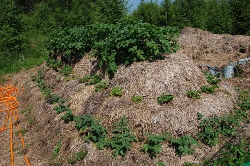 Как утеплить грядки. Как сделать теплые грядки своими руками. Примеры с фото и видео