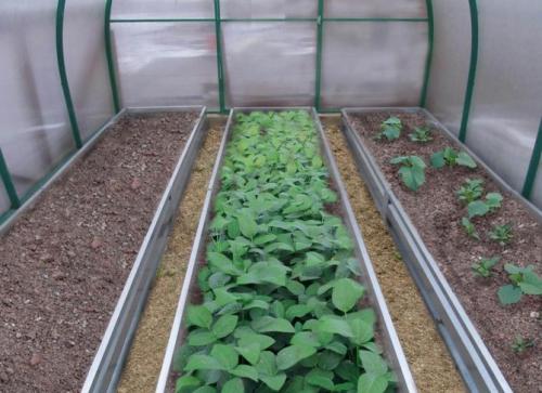 Теплая грядка в теплице осенью. Устройство теплой грядки в теплице