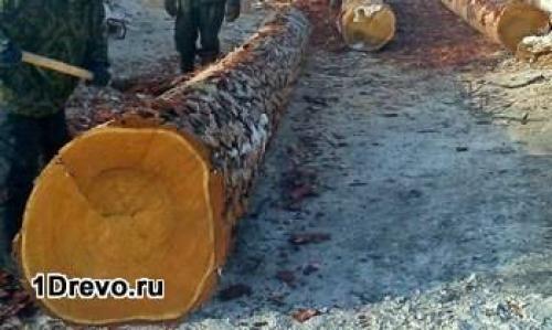 Сруб бревно диаметро. Какой должна быть толщина бревна Если будущий владелец дома приобретает оцилиндрованное бревно, проблем с выбором не возникает: толщина будет одинаковой в верхней и нижней части ствола, поэтому в дальнейшем не возникнет никаких трудностей при строительстве.