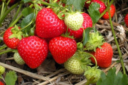 Как сделать высокие грядки для клубники. Грядки для клубники своими руками: интересные идеи