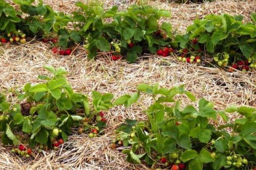 Как сделать высокие грядки для клубники. Грядки для клубники своими руками: интересные идеи