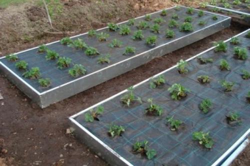 Как сделать высокие грядки для клубники. Грядки для клубники своими руками: интересные идеи