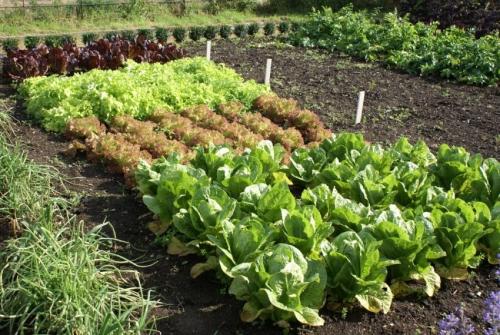 Грядки без ограждения. Ленивые грядки: фото и базовая информация для начинающих дачников