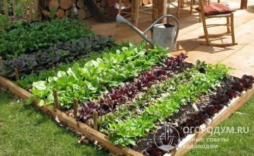 Грядки из досок чем обработать. Чем обработать доски для грядок